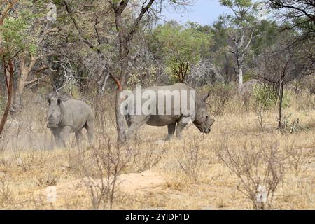 Rinoceronte bianco meridionale o rinoceronte con labbra quadrate - Ceratotherium simum Foto Stock