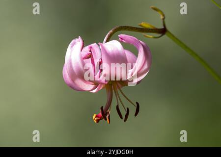 Türkenbund-Lilie, Türkenbundlilie, Türkenbund, Lilie, Lilium martagon, Martagon Lily, Turk's Cap, Lis Martagon Foto Stock