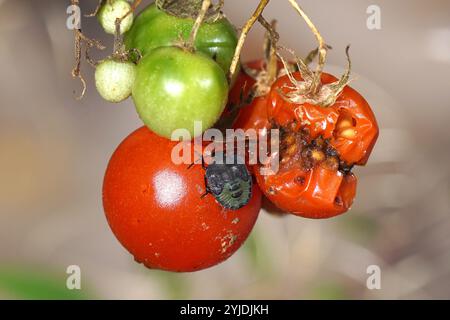 Pomodori ciliegini, pomodoro aperto in autunno con una ninfa scura di una cimice di scudo verde (Palomena prasina). Giardino olandese, ottobre, Paesi Bassi Foto Stock