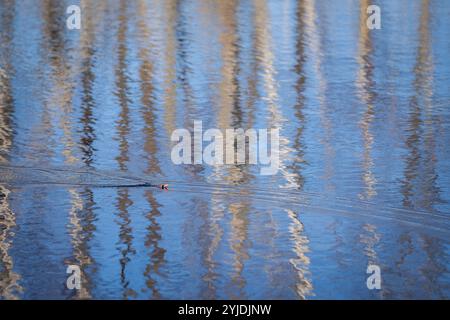 Bobber pesca in un lago calmo con i colori delle canne che si riflettono nell'acqua. Pesca sul lago. Galleggiante da pesca su fondo blu. Concetto di pesca. Foto Stock