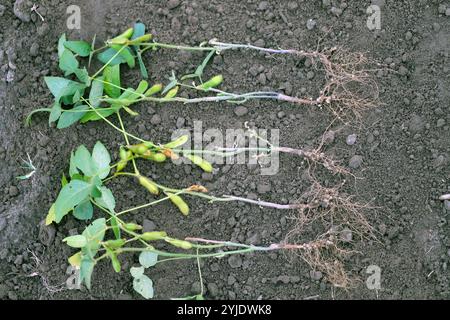 Noduli di radici di lupino, soia. I batteri atmosferici che fissano l'azoto vivono all'interno. Foto Stock