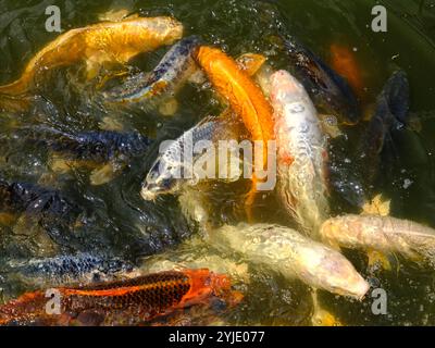 Molti koi carp (Cyprinus) multicolore sulla superficie dell'acqua Foto Stock