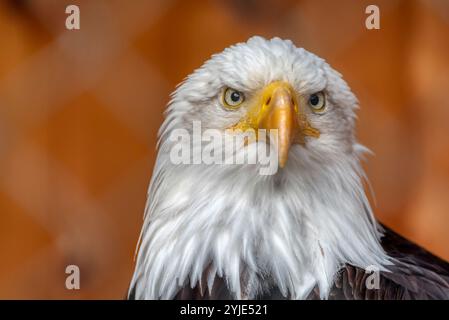 E' un'aquila americana matura e calva della National Foundation per proteggere le aquile americane. Si chiama Challenger. Mostra il suo corpo superiore con la h Foto Stock