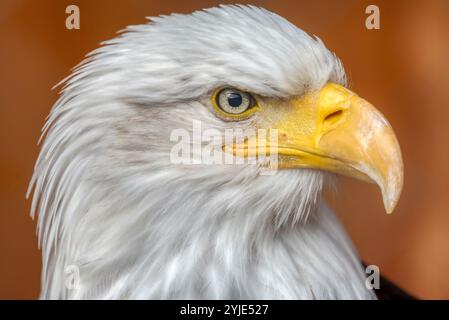 E' un'aquila americana matura e calva della National Foundation per proteggere le aquile americane. Si chiama Challenger. Mostra il suo corpo superiore con la h Foto Stock