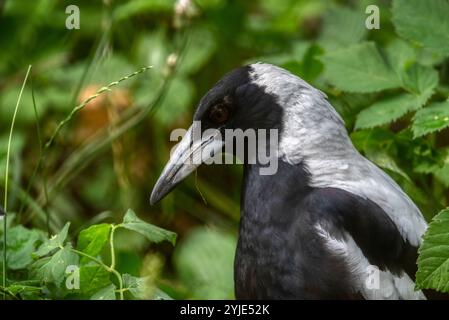 Ritratto di un magpie australiano (Gymnorhina tibicen) Foto Stock