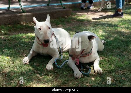 Concorso di costumi per cani a Moquegua, Perù, il 9 novembre 2024, con costumi ecologici. L'evento ha presentato progetti creativi e sostenibili, professionisti Foto Stock