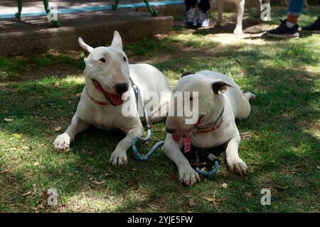 Concorso di costumi per cani a Moquegua, Perù, il 9 novembre 2024, con costumi ecologici. L'evento ha presentato progetti creativi e sostenibili, professionisti Foto Stock