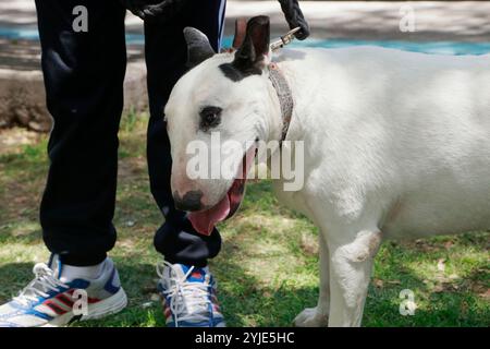 Concorso di costumi per cani a Moquegua, Perù, il 9 novembre 2024, con costumi ecologici. L'evento ha presentato progetti creativi e sostenibili, professionisti Foto Stock