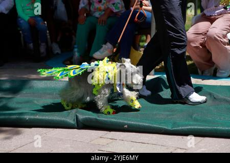 Concorso di costumi per cani a Moquegua, Perù, il 9 novembre 2024, con costumi ecologici. L'evento ha presentato progetti creativi e sostenibili, professionisti Foto Stock