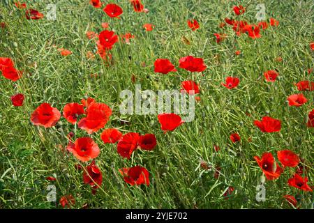 Campo di papaveri in estate in Svezia, Feld mit Mohnblumen im Sommer a Schweden. Foto Stock