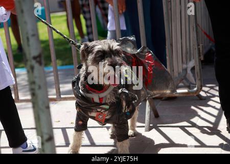Concorso di costumi per cani a Moquegua, Perù, il 9 novembre 2024, con costumi ecologici. L'evento ha presentato progetti creativi e sostenibili, professionisti Foto Stock