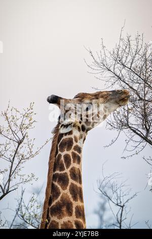 Una giraffa si allunga lungo il collo per raggiungere e mangiare foglie dagli alti rami degli alberi, mostrando i suoi adattamenti unici in natura. Foto Stock