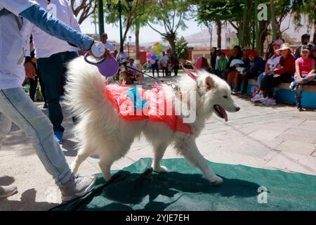 Concorso di costumi per cani a Moquegua, Perù, il 9 novembre 2024, con costumi ecologici. L'evento ha presentato progetti creativi e sostenibili, professionisti Foto Stock