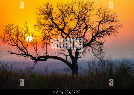 Un'immagine accattivante di un albero senza foglie che si staglia contro un vibrante tramonto arancione, che trasmette pace e solitudine in un ambiente naturale. Foto Stock