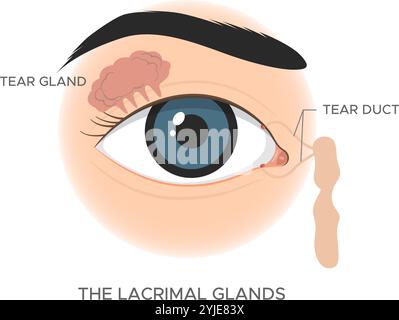 Anatomia dell'occhio - le ghiandole lacrimali- illustrazione di scorta come file EPS 10 Illustrazione Vettoriale