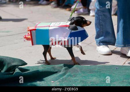Concorso di costumi per cani a Moquegua, Perù, il 9 novembre 2024, con costumi ecologici. L'evento ha presentato progetti creativi e sostenibili, professionisti Foto Stock