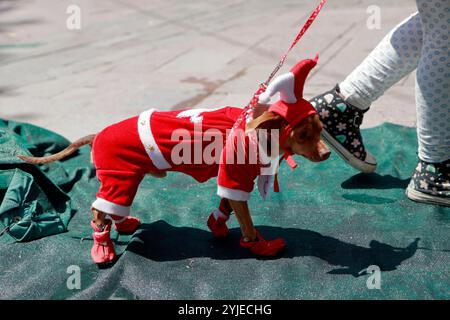 Concorso di costumi per cani a Moquegua, Perù, il 9 novembre 2024, con costumi ecologici. L'evento ha presentato progetti creativi e sostenibili, professionisti Foto Stock