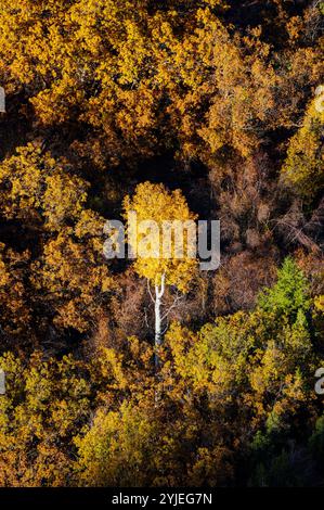 Vista dall'alto degli alberi di pioppo in colori autunnali; Betatakin Canyon; Navajo National Monument; Shonto; Arizona; STATI UNITI Foto Stock