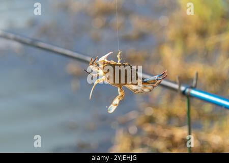 pescatore con un granchio sul gancio Foto Stock
