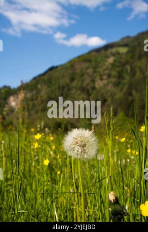 Dente di leone comune, nome latino Taraxacum Sect. Ruderalia., Gewöhnliche Löwenzahn, lateinisch genanntTaraxacum Sect. Ruderalia. Foto Stock