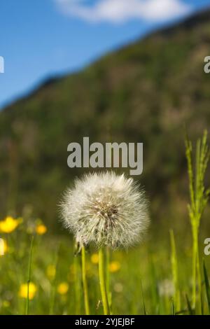 Dente di leone comune, nome latino Taraxacum Sect. Ruderalia., Gewöhnliche Löwenzahn, lateinisch genanntTaraxacum Sect. Ruderalia. Foto Stock