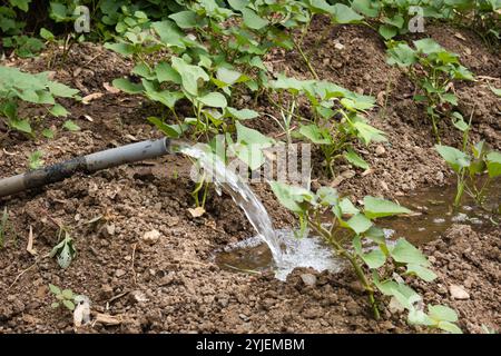 Un tubo flessibile spruzza acqua su un giardino Foto Stock