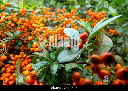 Primo piano di un arbusto Scarlet Firethorn (Pyracantha coccinea) con grappoli di vivaci bacche d'arancia Foto Stock