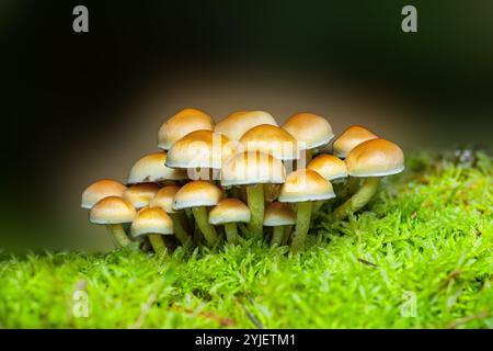 Primo piano di un gruppo di pietre miliari comuni, Hypholoma fasciculare, che cresce circondato dal verde muschio timo del collo di cigno su sfondo scuro e sfocato Foto Stock