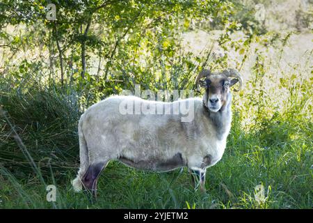 Primo piano delle pecore della Drenthe Heath che pascolano o che pascolano su e lungo un sentiero di sabbia non asfaltata nella provincia di Balloërveld, Drenthe nei Paesi Bassi Foto Stock