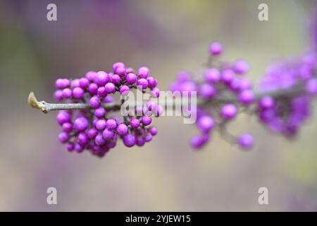 Bacche autunnali viola di beautyberry, cespuglio di bellezza o Callicarpa bodinieri var. Giraldii 'profusion' UK Garden ottobre Foto Stock