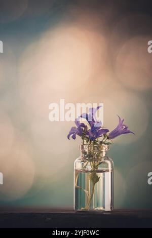 Campanula in una piccola bottiglia isolata. Composizione floreale con petali viola. bokeh piuttosto multicolore. copia spazio per il testo. fotografia artistica. Foto Stock