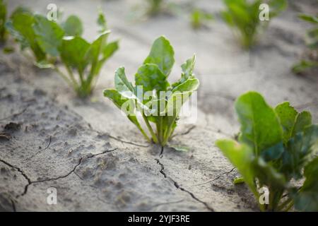 Le barbabietole crescono su suolo nero Foto Stock