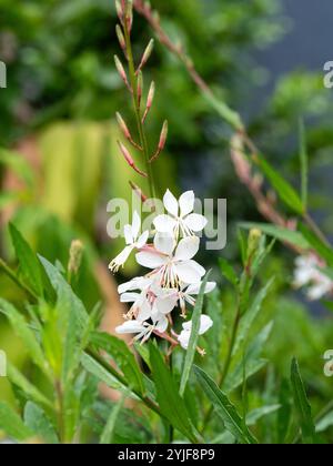 Un gambo di fiori e boccioli di ghirlande di farfalla di Gaura, fiori bianchi di rosa pallido, bagnati e freschi con goccioline d'acqua dopo la pioggia Foto Stock