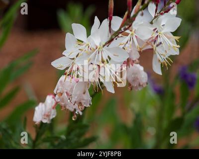 Un gambo di fiori di ghirlande di farfalla di Gaura, fiori bianchi di rosa pallido, bagnati e freschi con goccioline d'acqua dopo la pioggia Foto Stock