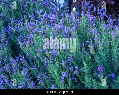 Fiori di lavanda viola, che fioriscono in massa in un giardino australiano in primavera Foto Stock