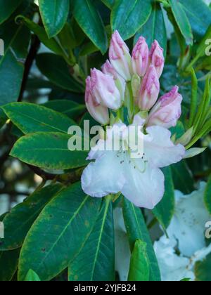 Azalea bianca o fiore di rododendro e gemme rosa su foglie verdi, giardino australiano Foto Stock