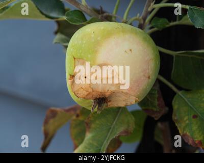 Una mela rovinata su un albero, un morso è stato portato fuori da qualche animale Foto Stock