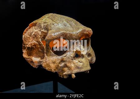 Bandung Indonesia 2 novembre 2024: Il fossile di "Homo erectus" nel Museum Geologi, esemplare Sangiran 17 trovato nel 1969 Indonesia, Giava Foto Stock