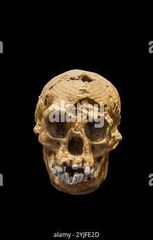 Il cranio di "Homo floresiensis" nel Museum Geologi Bandung Indonesia, spesso indicato come "Hobbit" a causa della sua piccola statura, una specie estinta Foto Stock