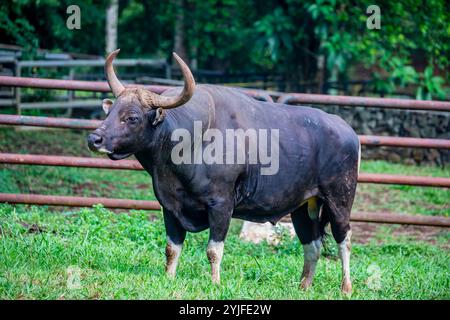 L'immagine ravvicinata di Banteng. Si tratta di una specie di bestiame selvatico che si trova nel sud-est asiatico. Si trova a Giava e Bali in Indonesia; i maschi sono neri Foto Stock