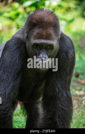 Il gorilla di pianura occidentale dello zoo di Ragunan Indoensia. È una delle due sottospecie del gorilla occidentale che vive a montane, Foto Stock