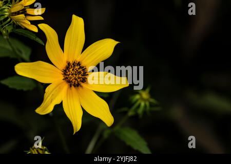 macro alto coreopsis noto anche come semi di zecche alti, testa di fiori con vivaci petali gialli e un centro scuro su uno sfondo scuro con spazio di copia. Foto Stock