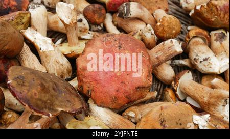 Mucchio di funghi freschi commestibili multicolore in cesto di vimini - Repubblica Ceca, Europa. Foto di alta qualità Foto Stock