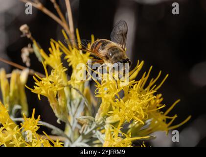 Primo piano di un'ape di miele che raccoglie polline dai fiori gialli di un coniglio di gomma nel Montana. Foto Stock