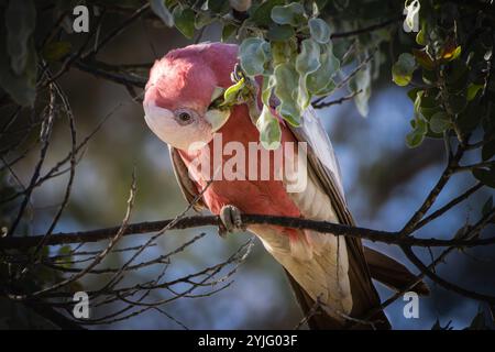 Un Galah arroccato su un albero che mangia Foto Stock