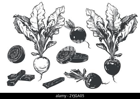 Barbabietola grande. Schizzo della linea di verdure intere, pezzi, metà e fette. Disegno vettoriale di verdure a radice in stile incisione. Verdure ricche di ferro e vitamine, illustrazione con inchiostro nero. Illustrazione Vettoriale