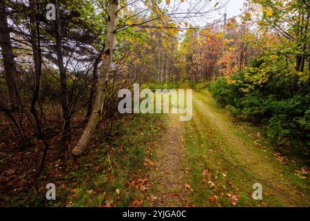 Corsia di campagna autunnale sull'Isola del Principe Edoardo nelle province marittime del Canada. Foto Stock