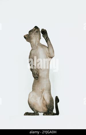 Sphynx Cat, Hairless Cat Photoshoot Foto Stock