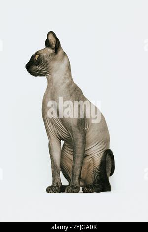 Sphynx Cat, Hairless Cat Photoshoot Foto Stock