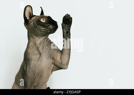 Sphynx Cat, Hairless Cat Photoshoot Foto Stock